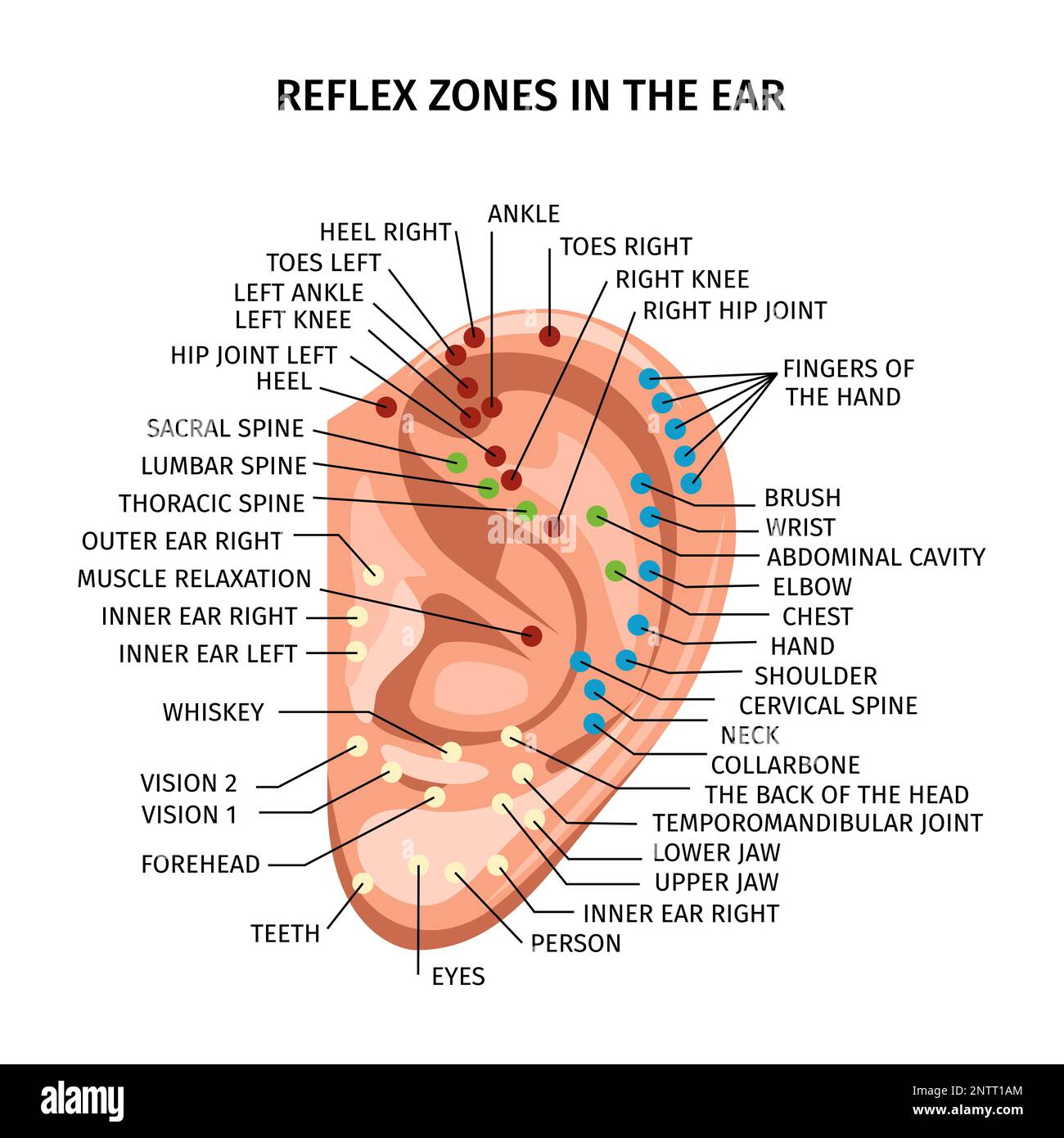 Realistic Ear Reflex Zones Composition With Diagram Of Acupuncture