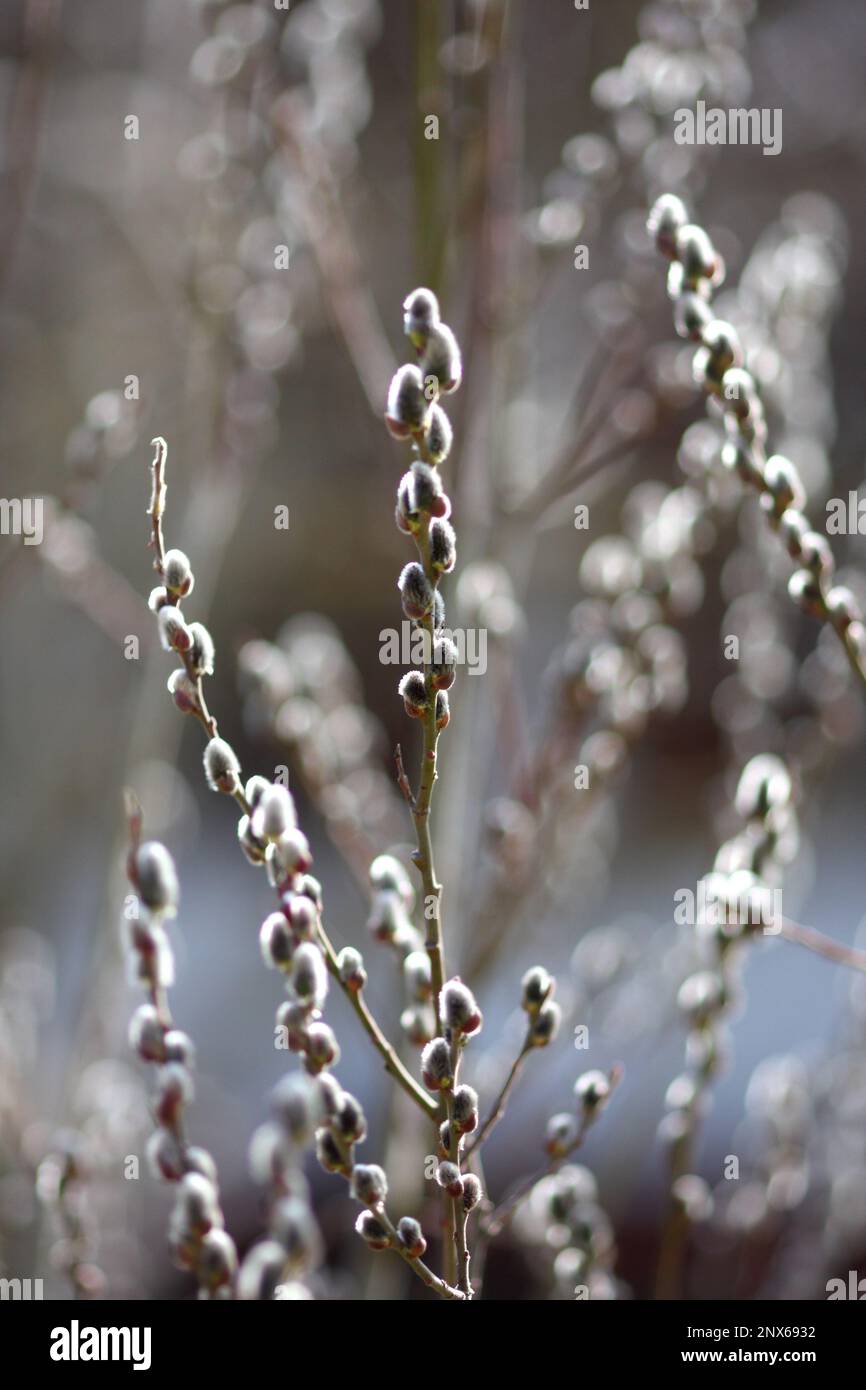 Pussy Willow Catkins Hungary Stock Photo Alamy