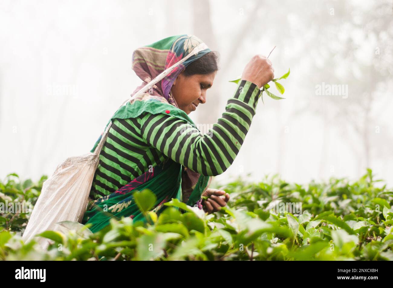 Dhaka Bangladesh December Pictures Of Tea Garden And Tea