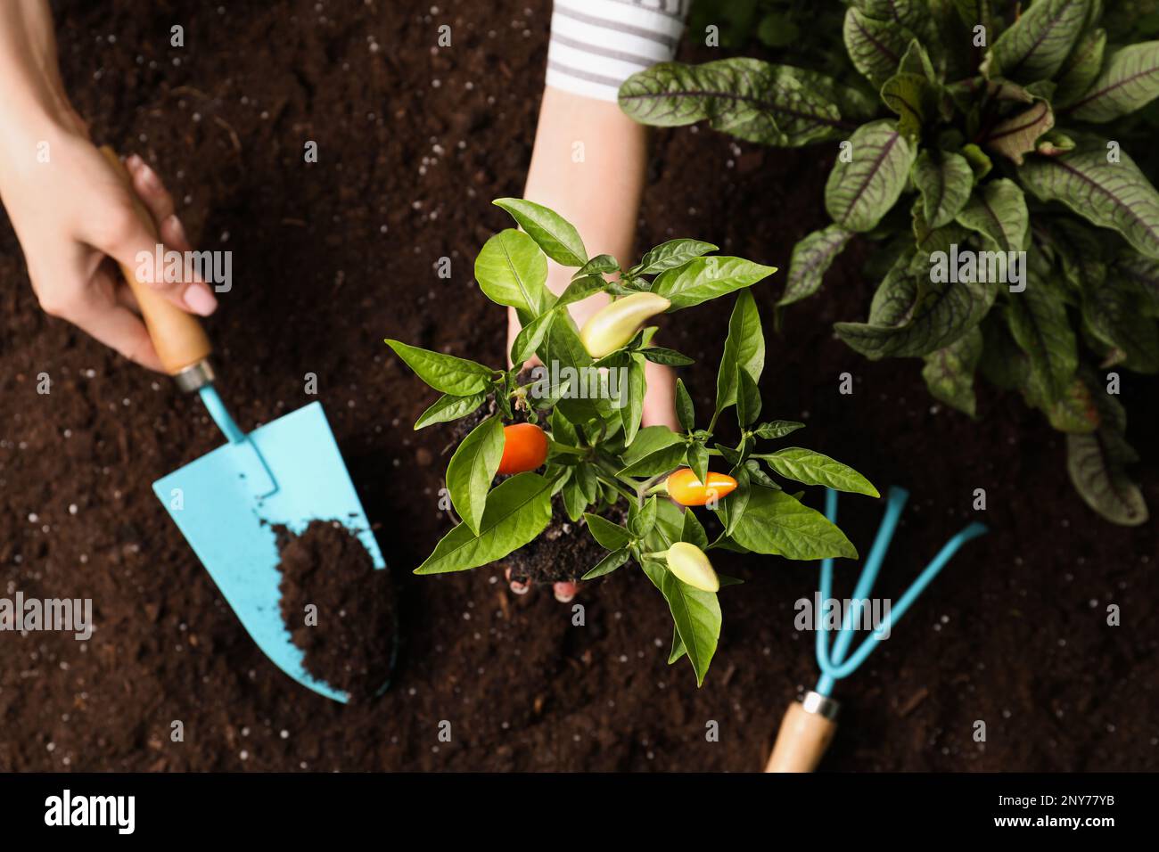 Woman Transplanting Pepper Plant Into Soil Top View Stock Photo Alamy