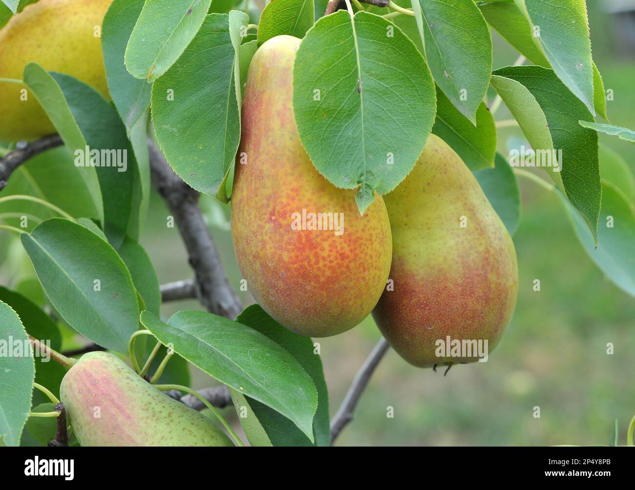 In The Orchard Pears Ripen On The Tree Branch Stock Photo Alamy