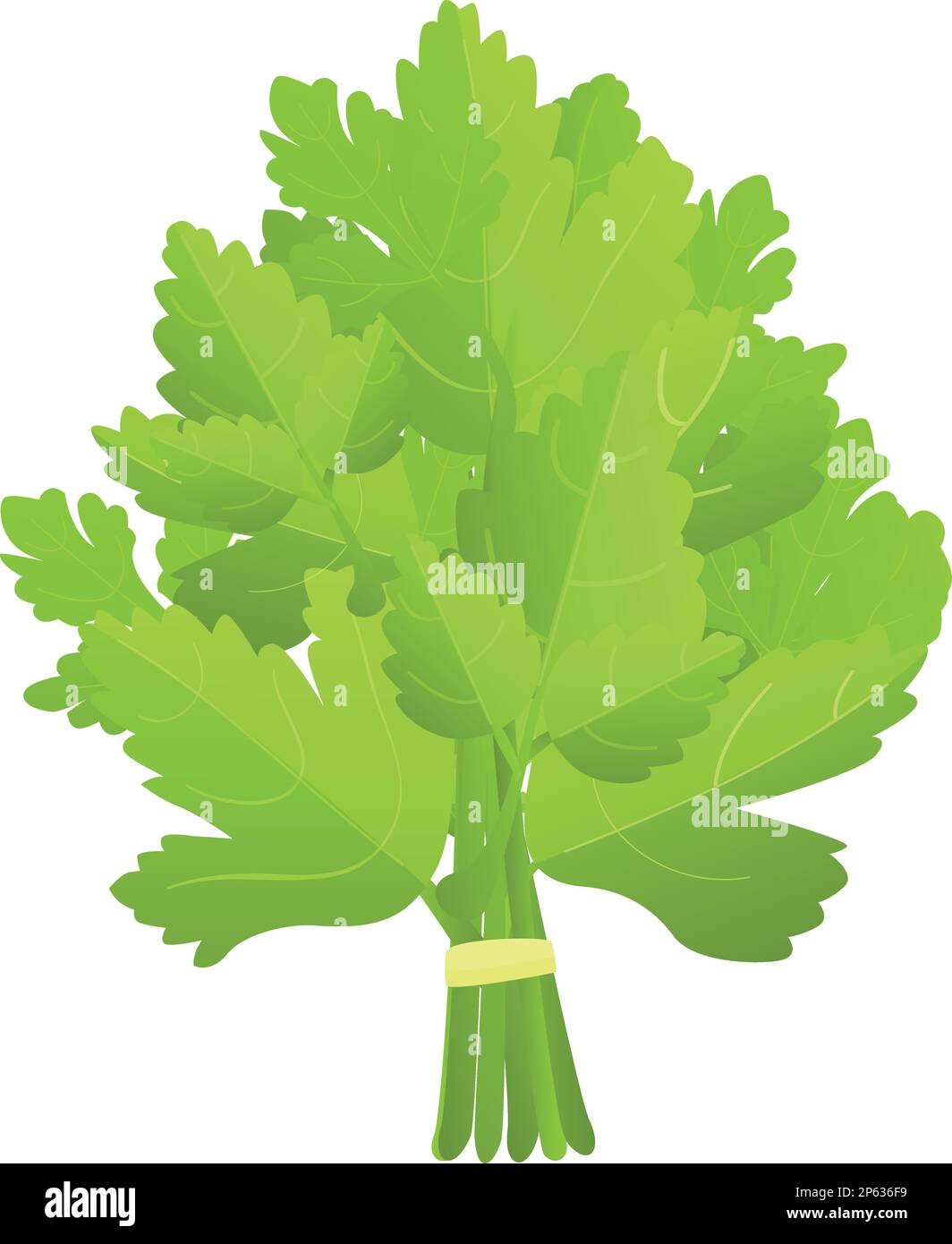 Branch Parsley Icon Cartoon Vector Leaf Plant Green Health Stock