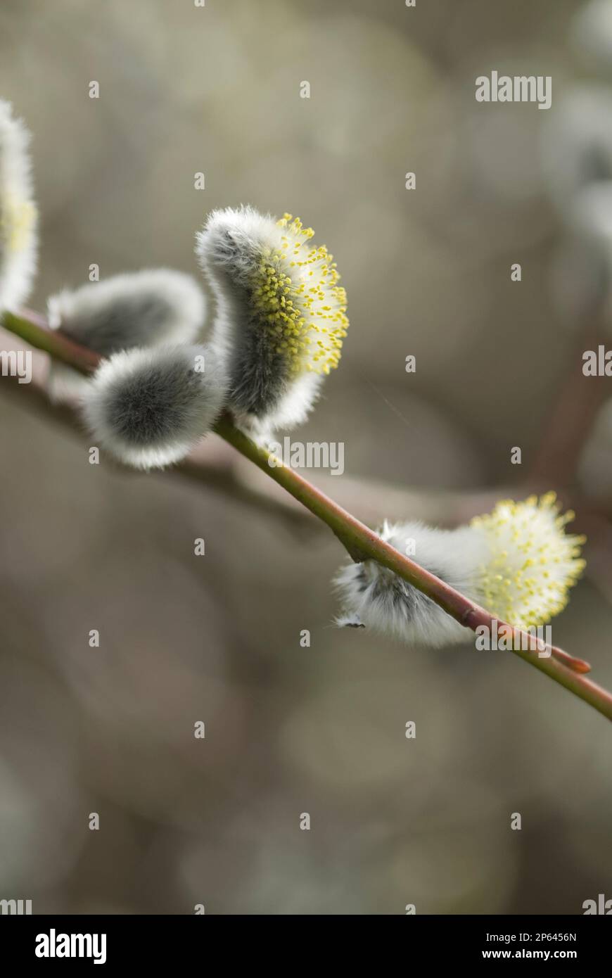 Pussy Willow Salix Stock Photo Alamy