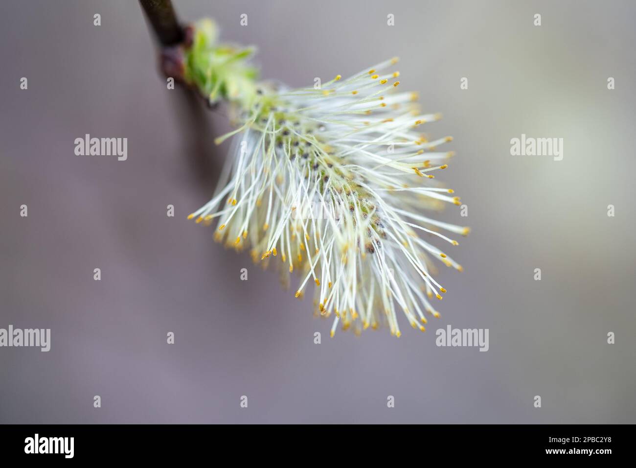 Salix Caprea Salix Caprea Known As Goat Willow Pussy Willow Or Great