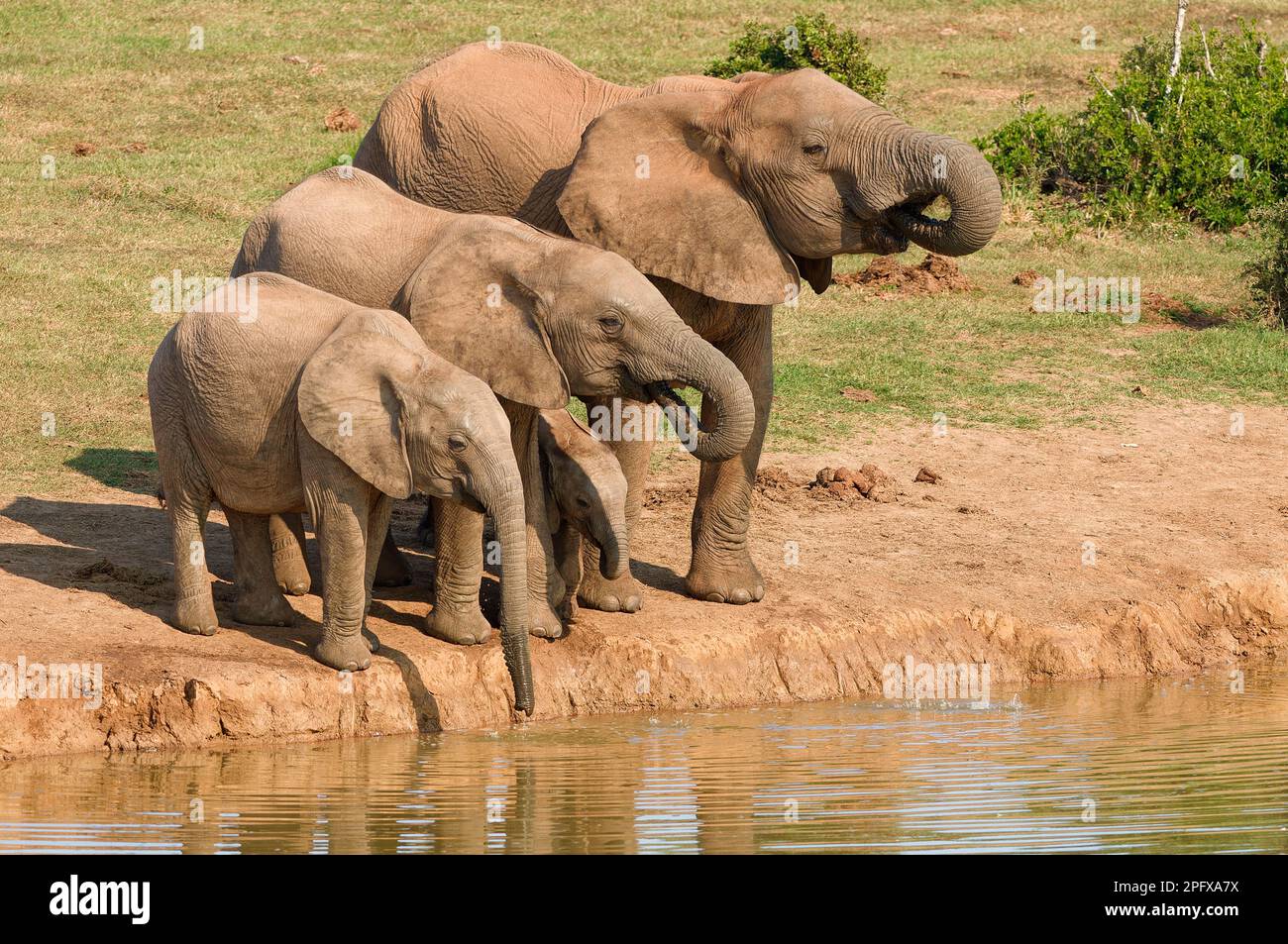 African Bush Elephants Loxodonta Africana Herd With Baby Elephant