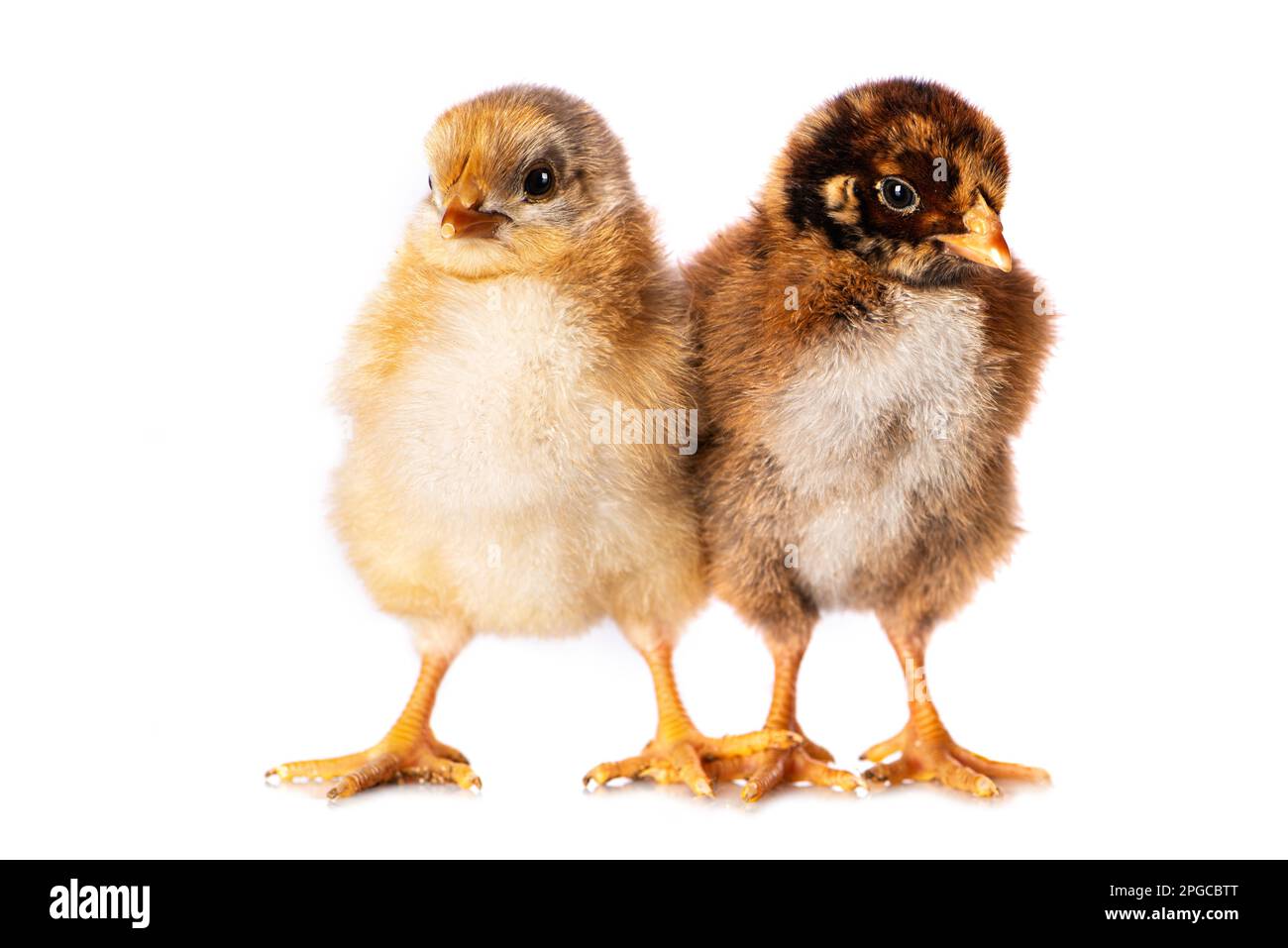 Cute Chicken Isolated On White Background Looks To The Camera Stock