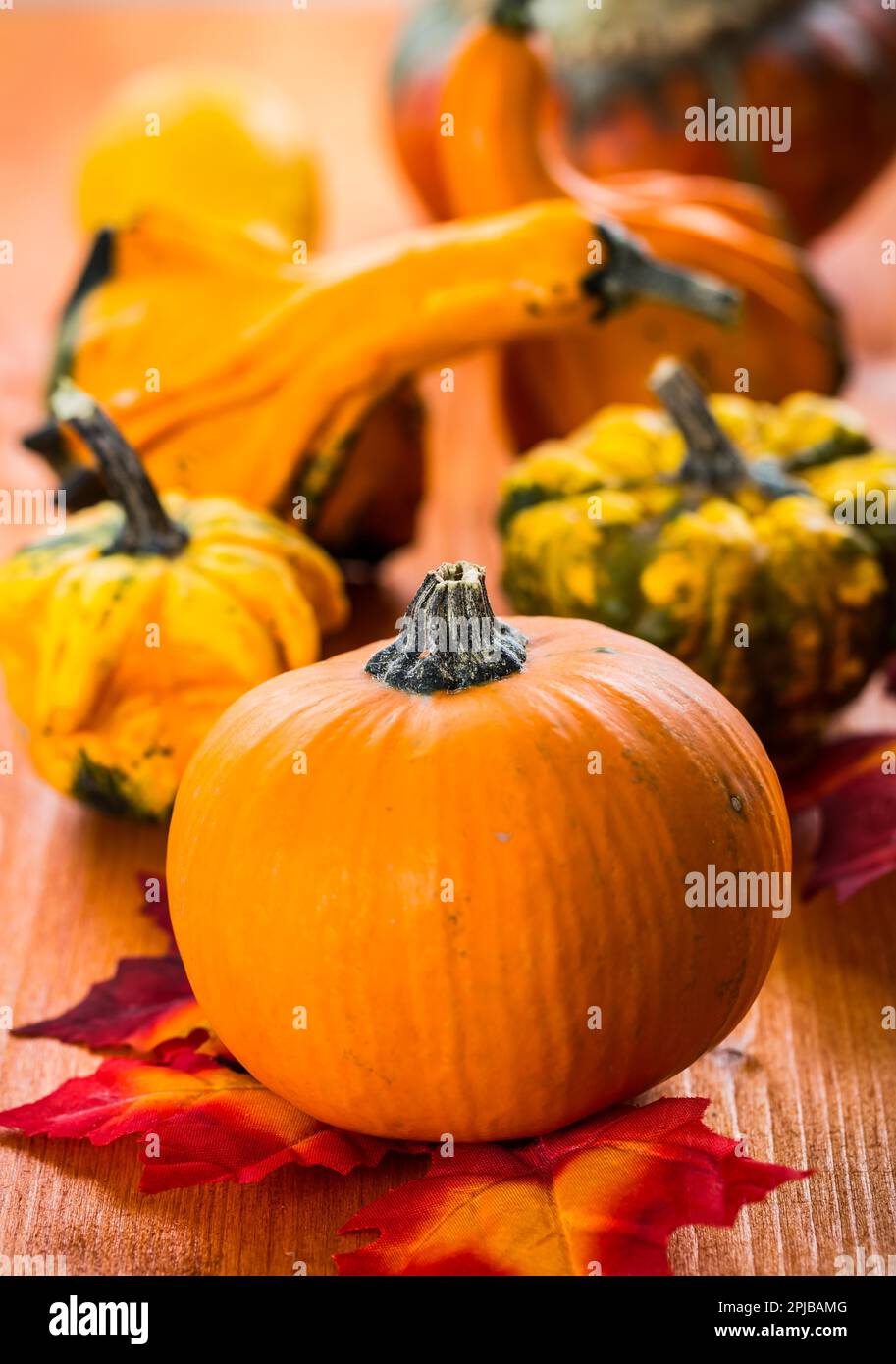 Thanksgiving And Halloween Pumpkins Still Life Stock Photo Alamy