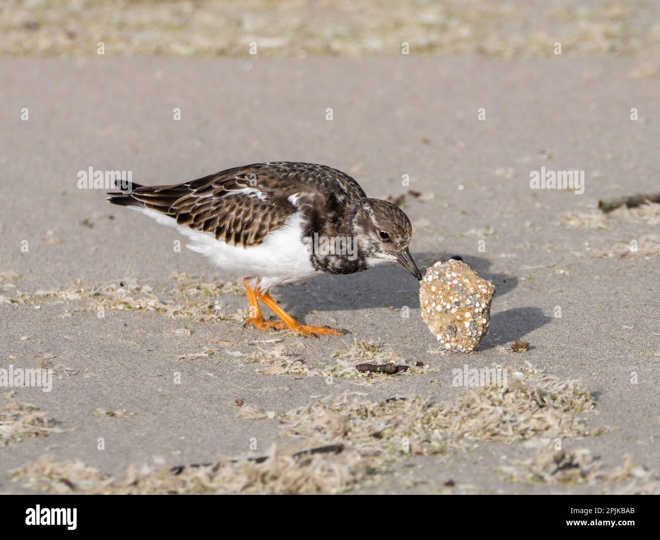 Flipping Stone Hi Res Stock Photography And Images Alamy