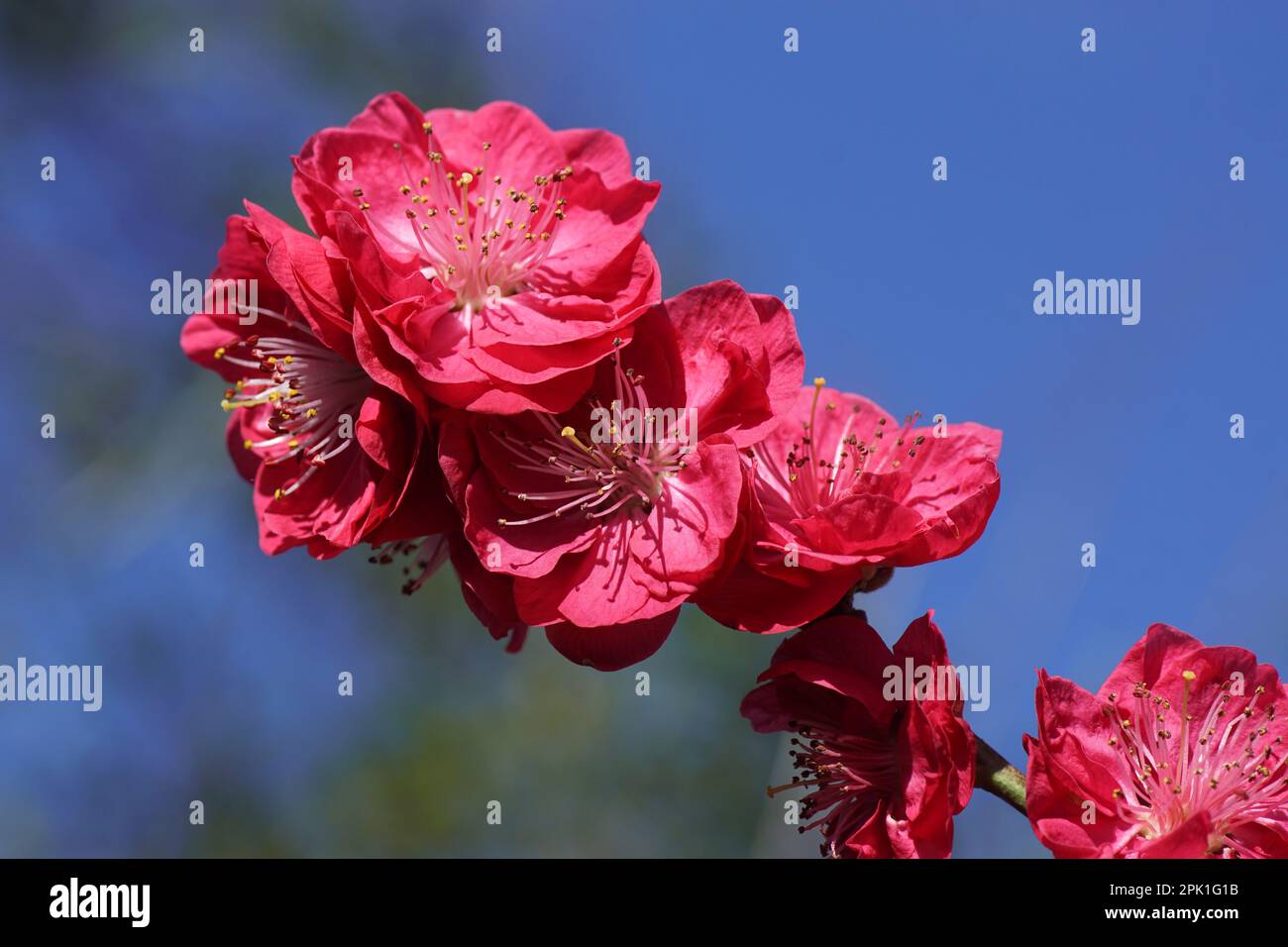 Colorful Blossoms In Spring Of The Peachtree Prunus Persica Melred