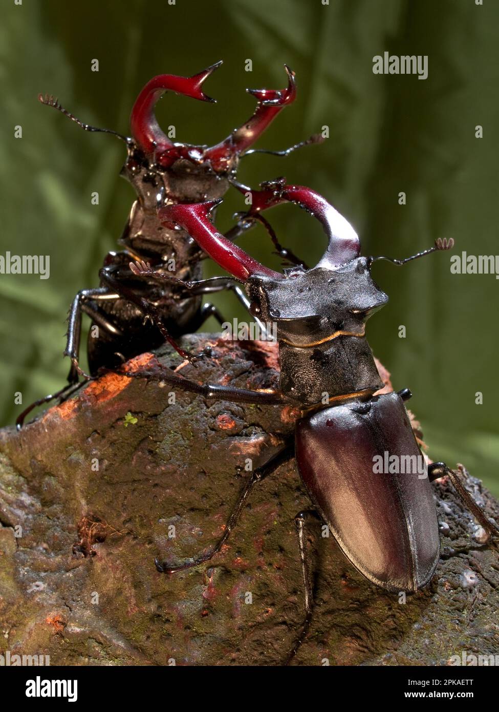 Stag Beetle Lat Lucanus Cervus Two Fighting Males Stock Photo Alamy