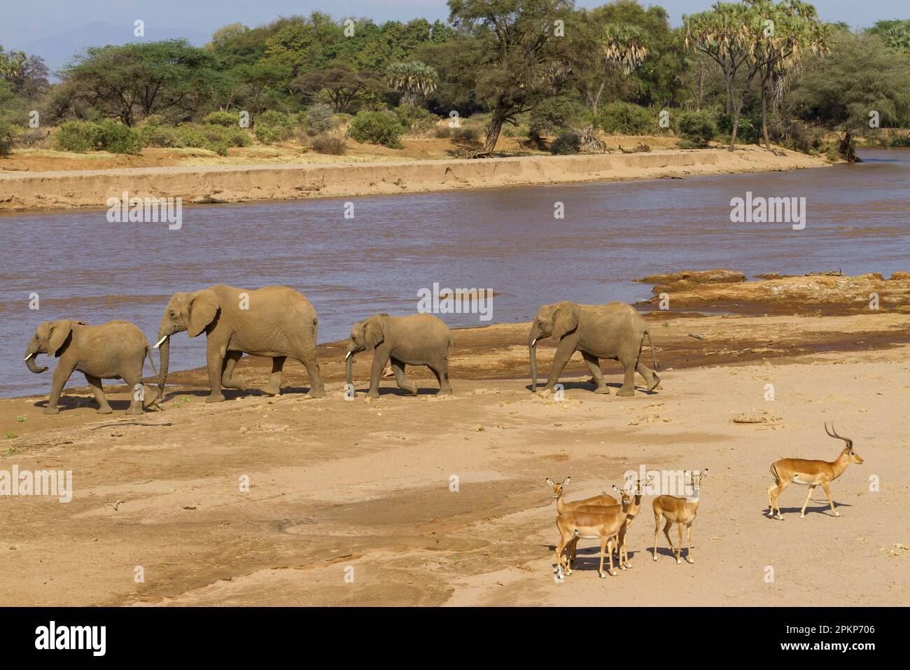 African Elephant Loxodonta Africana Elephant Elephants Mammals