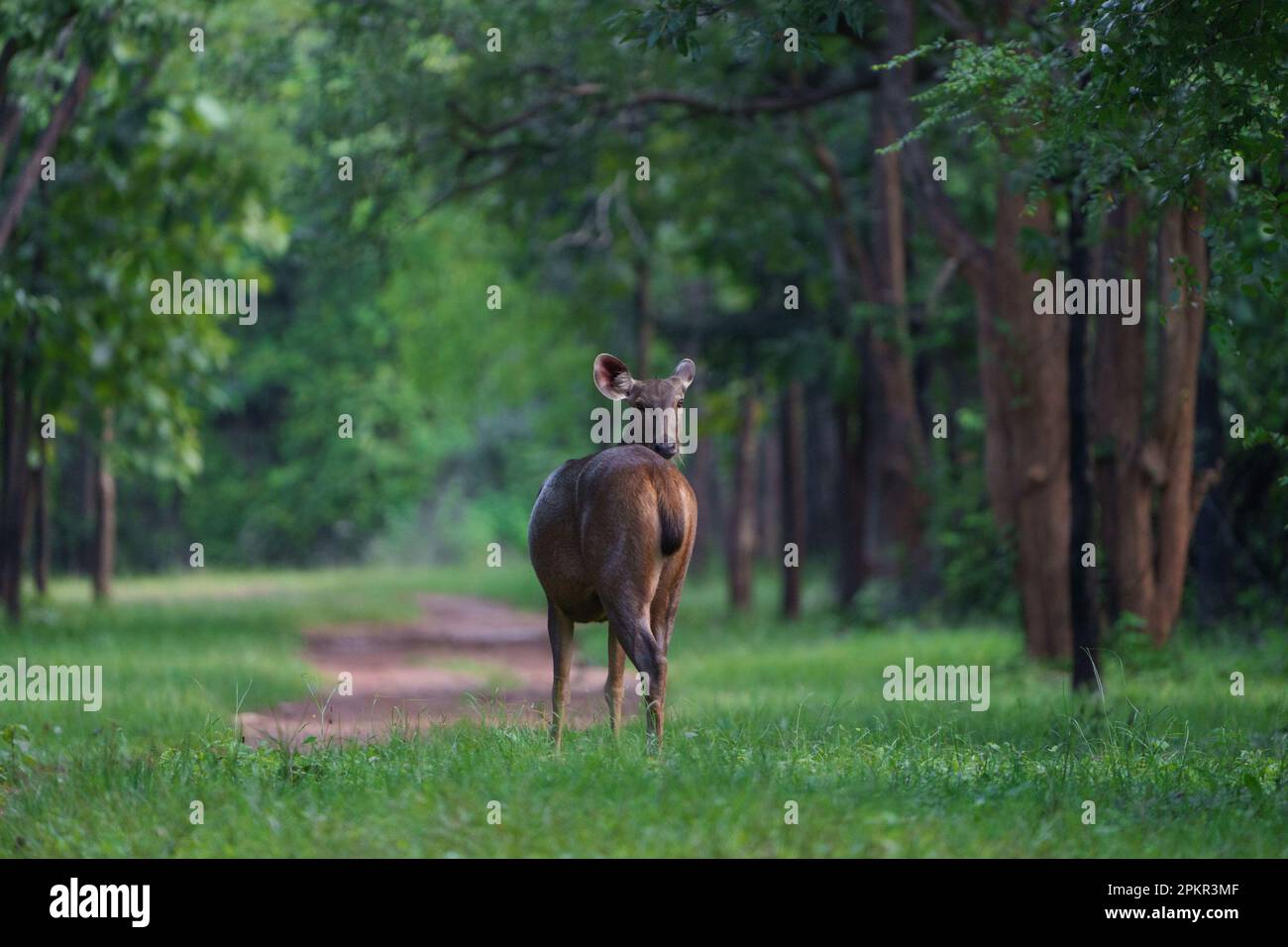 Sambar Deer Rusa Unicolor Standing Between The Trees And Looking Back