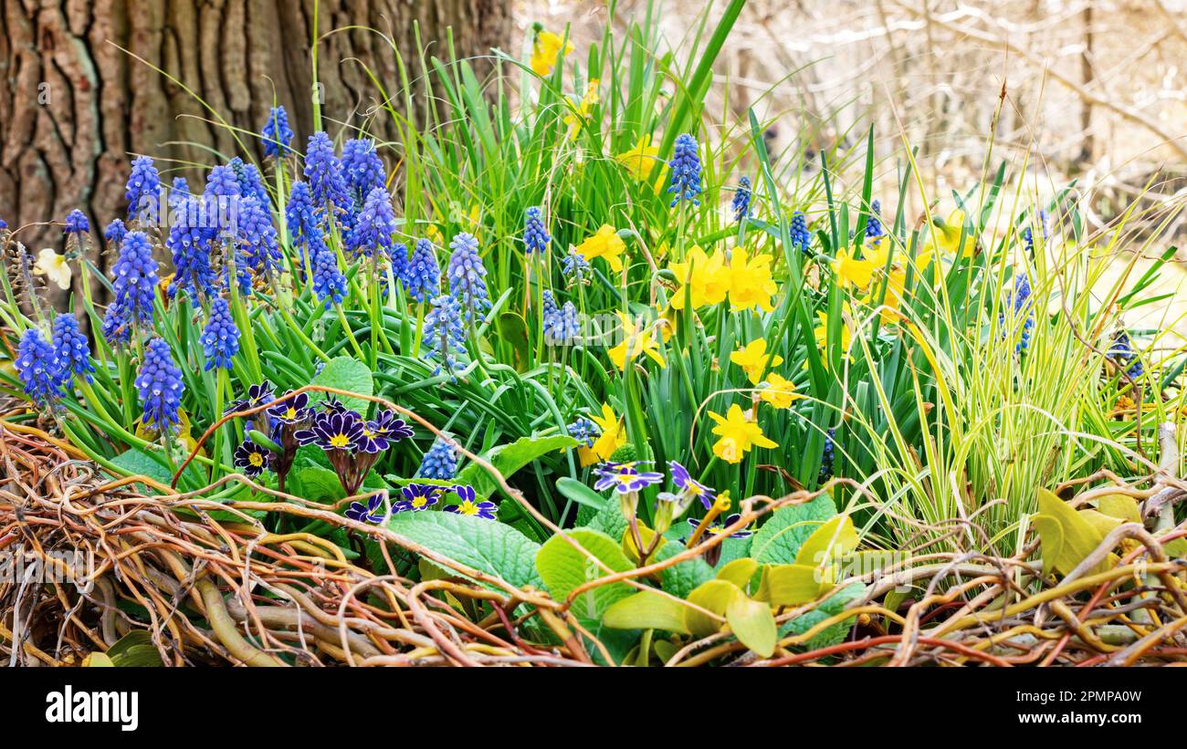 Flower Arrangement Of Spring Primroses Daffodils Primroses Mouse