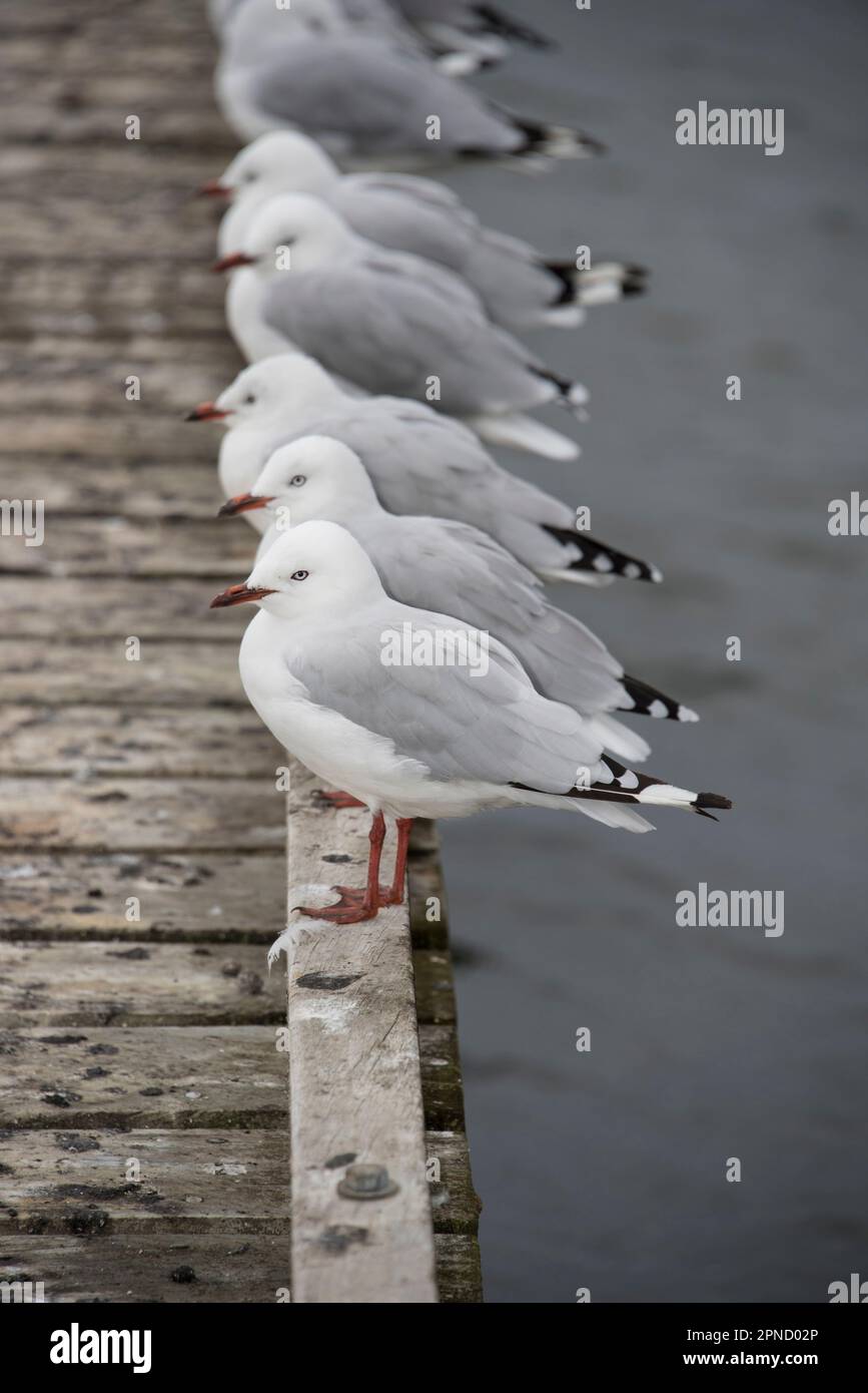 Red Billed Gulls Chroicocephalus Novaehollandiae Scopulinus At Lake