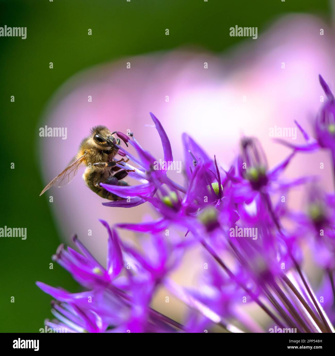 Macro Of A Honeybee Pollinating On A Purple Giant Onion Flower Stock