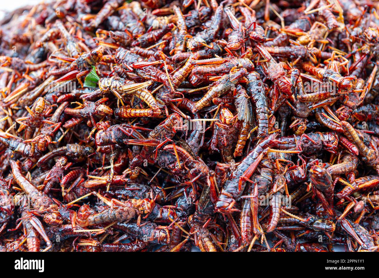 High Protein Bugs The Food Of The Future Stock Photo Alamy