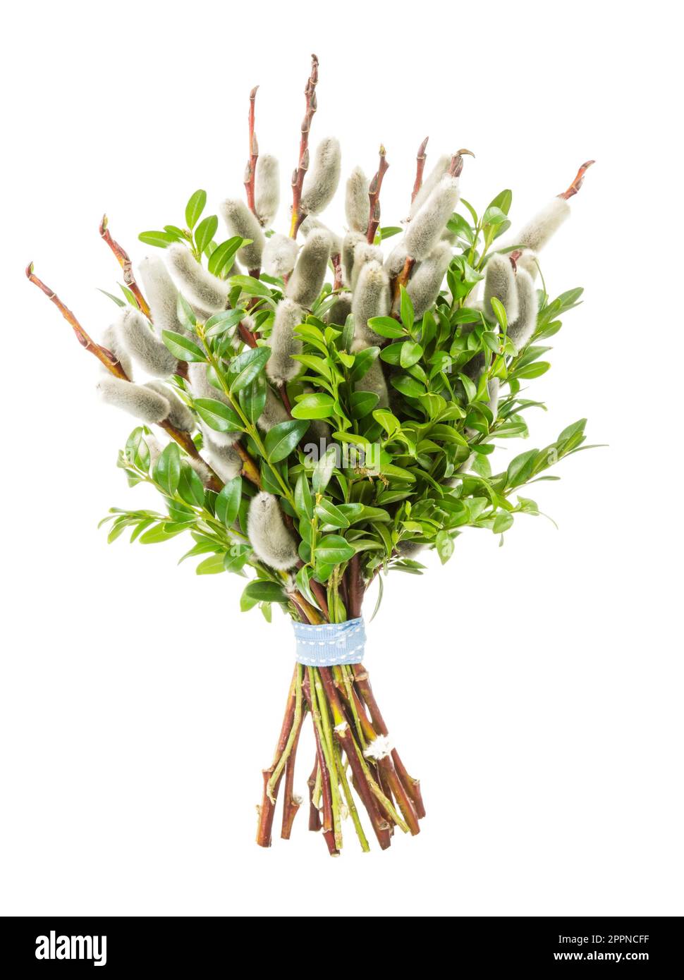 Traditional Pussy Willow Bunch For Palm Sunday Stock Photo Alamy