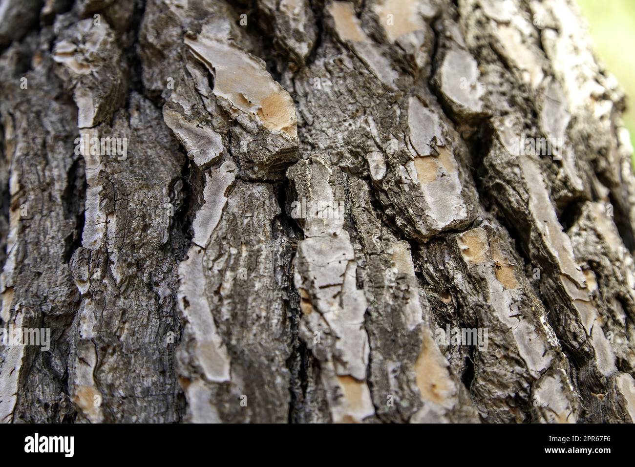 Dry Tree Bark Stock Photo Alamy