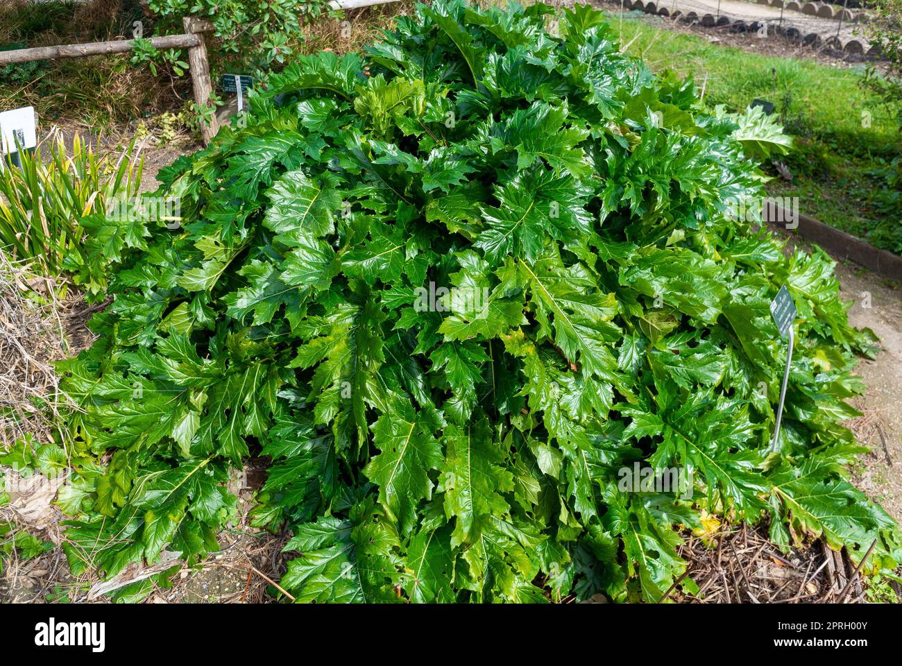 The Leaves Of Acanthus Mollis Stock Photo Alamy