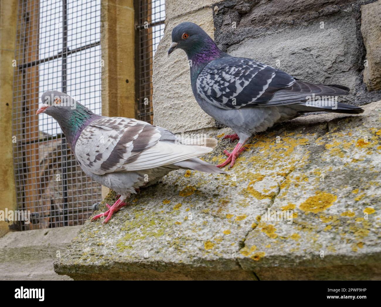 Feral Pigeons Columba Livia Domestica On A Window Ledge Of A Disused