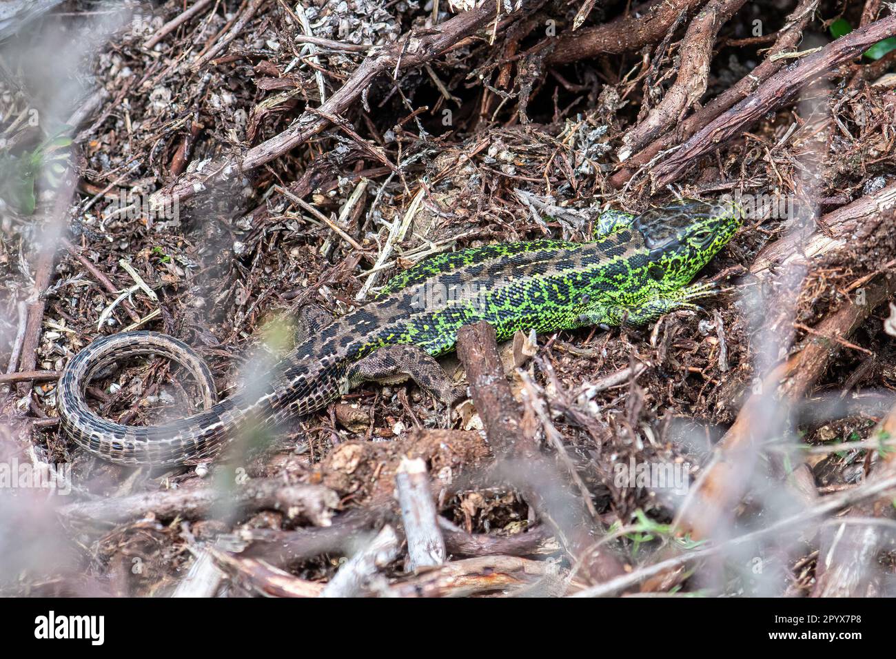 Male Sand Lizard Lacerta Agilis In Breeding Colour On Surrey