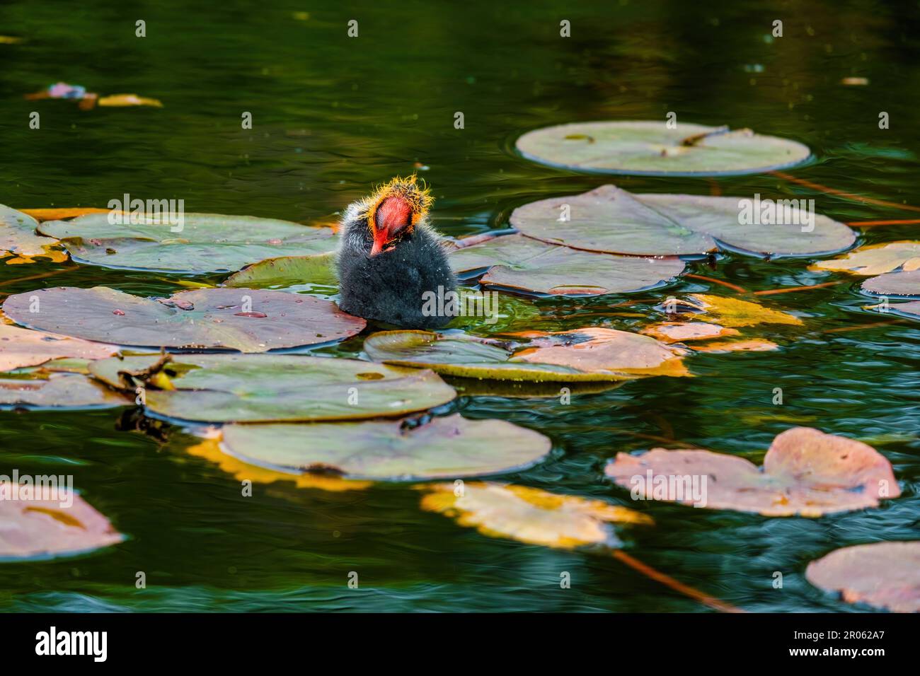 The Eurasian Coot Fulica Atra Also Known As The Common Coot Swims On