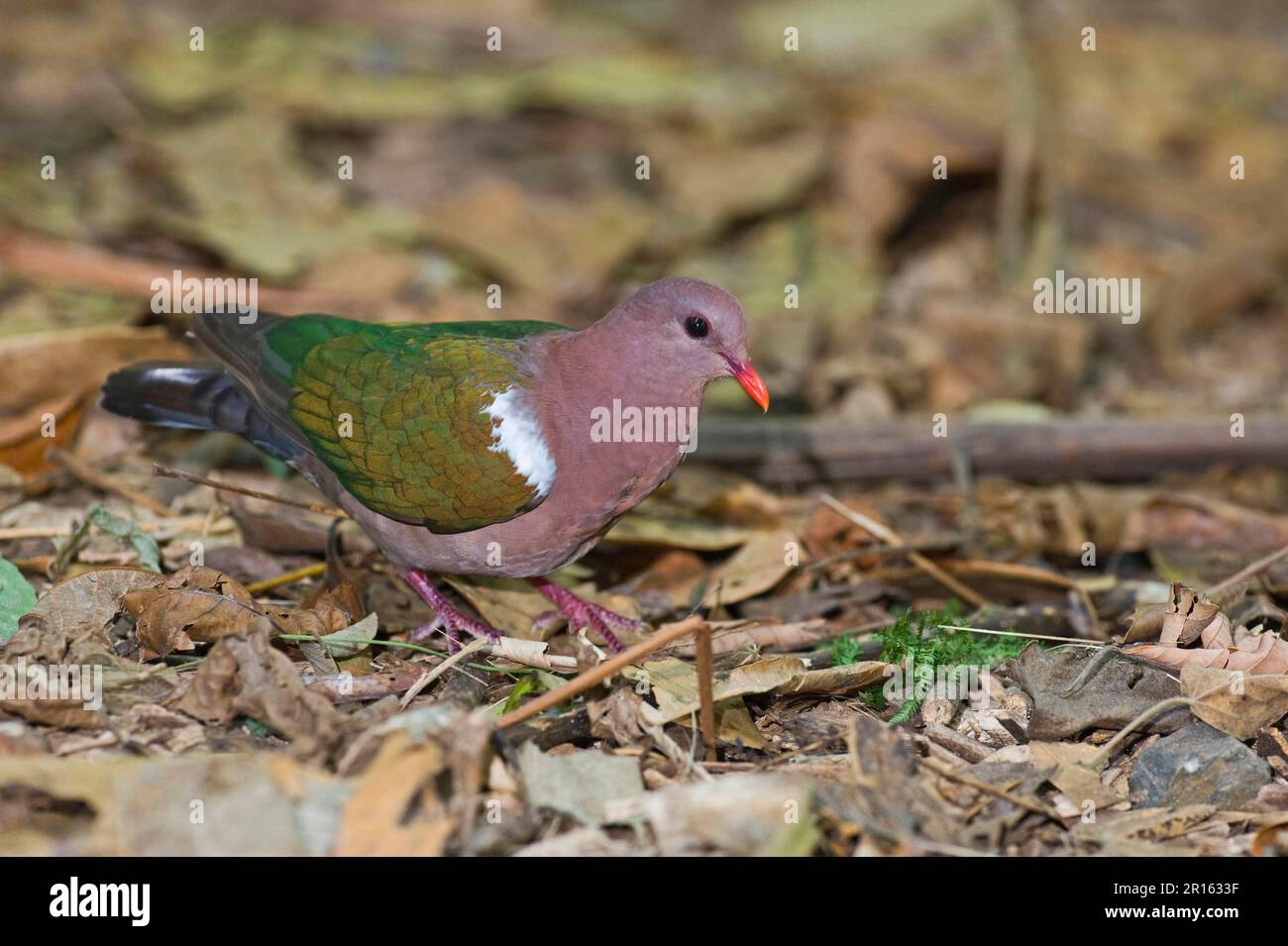 Common Emerald Dove Chalcophaps Indica Glossy Dove Emerald Dove