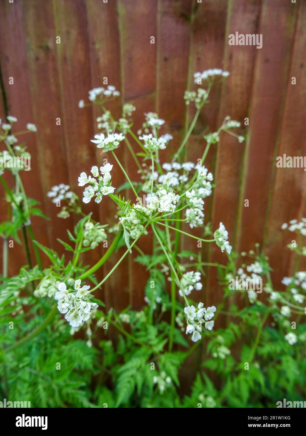 Delicate Anthriscus Sylvestris Cow Parsley Wild Chervil Wild Beaked