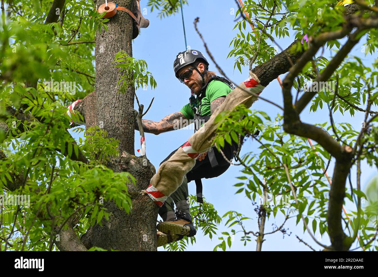 May Saxony Anhalt Sch Nebeck Tanguy Bonniord Climbs A Tree