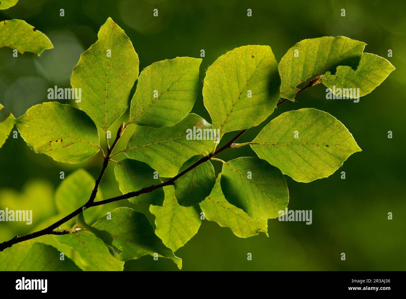 Hojas De Haya Fagus Sylvatica Bosque De Irati Cordillera Pirenaica