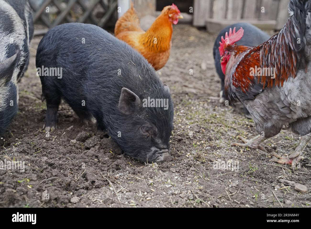 Mini Pigs And Chickens In Garden Eating And Digging Stock Photo Alamy