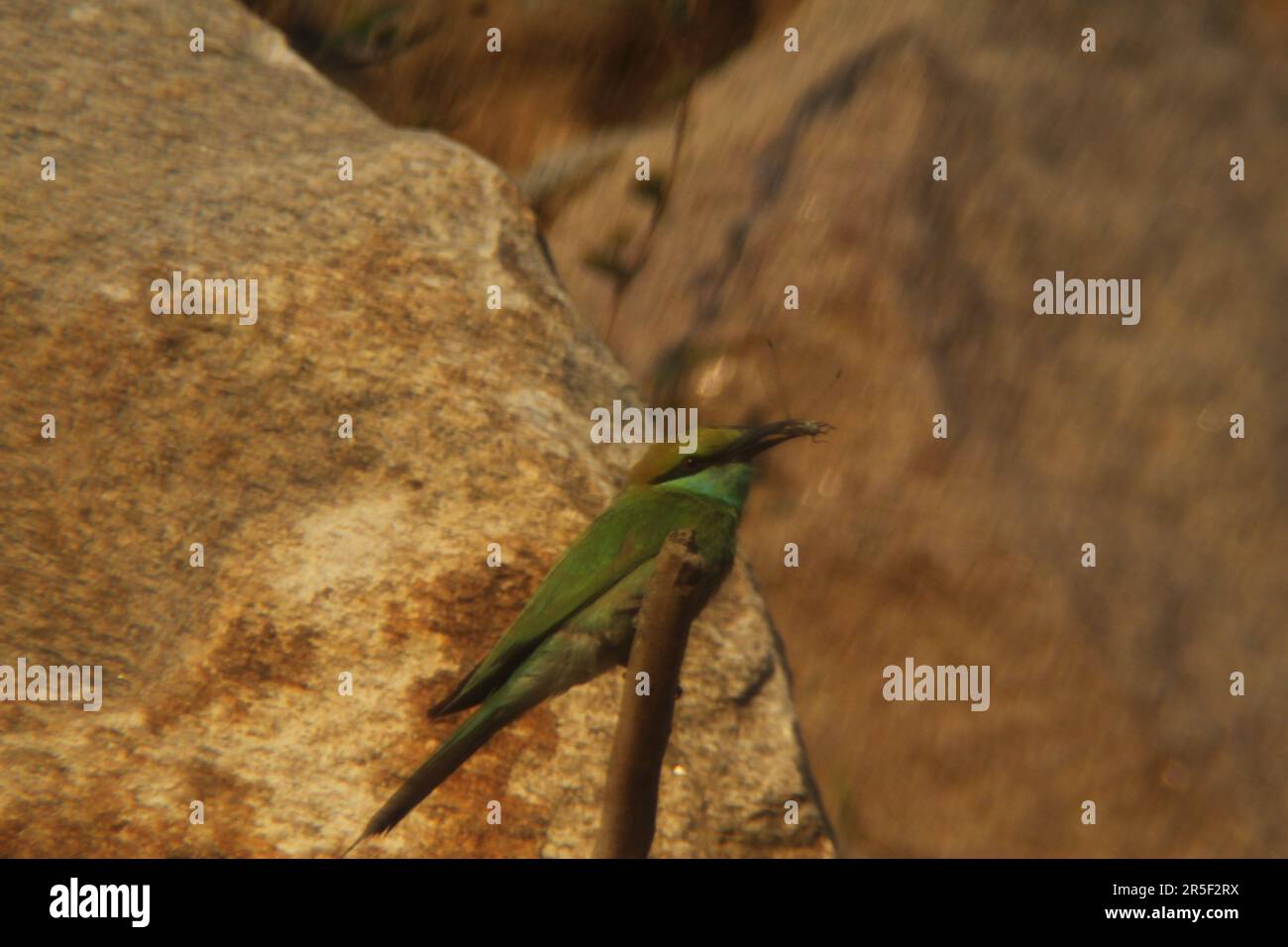 Asian Green Bee Eater Bird Stock Photo Alamy