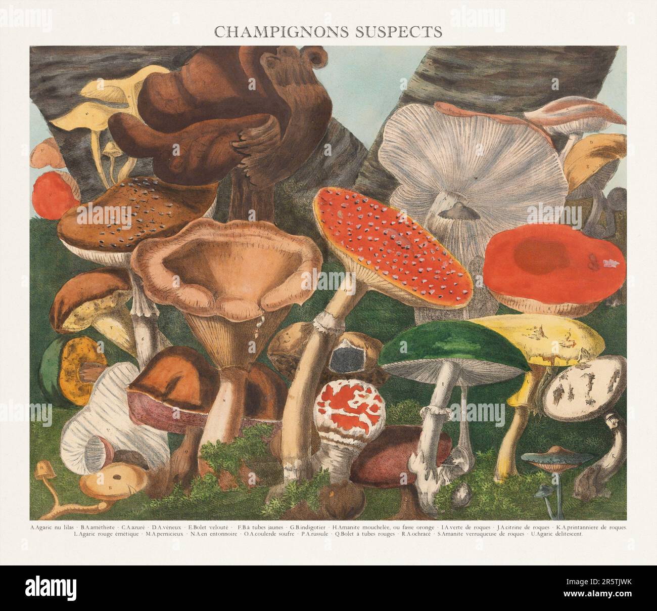 Antique Mushroom Illustration Plate Of A Beautifully Illustrated Atlas