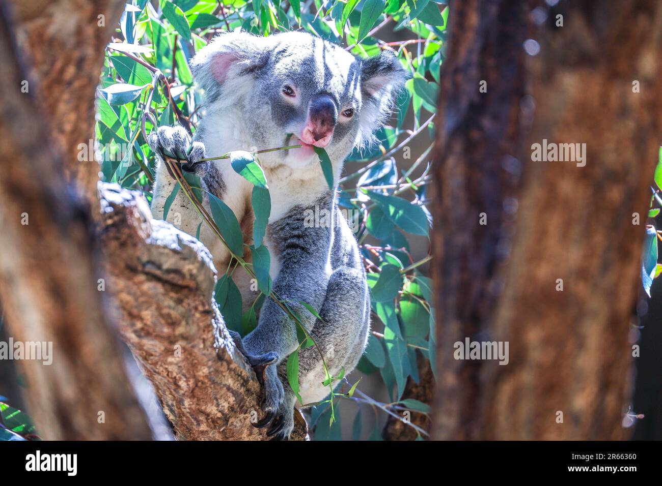 Koalas Eating Eucalyptus Stock Photo Alamy