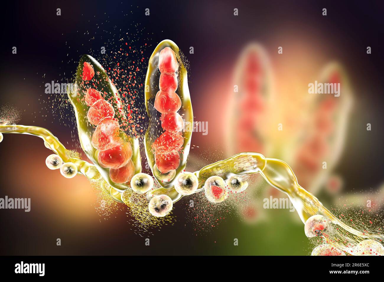 Destruction Of Athlete S Foot Fungus Trichophyton Mentagrophytes