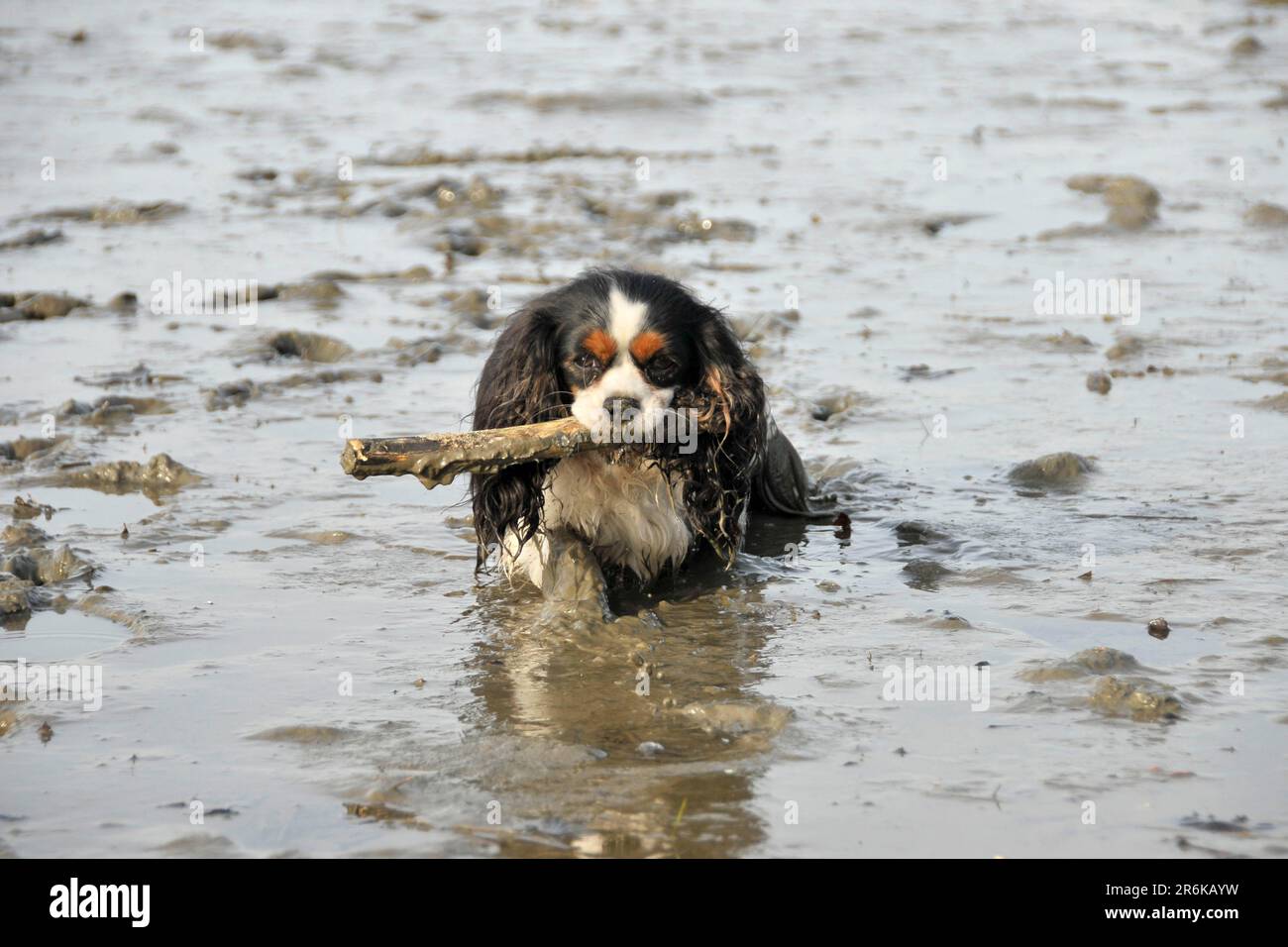 Mud Stick Hi Res Stock Photography And Images Alamy