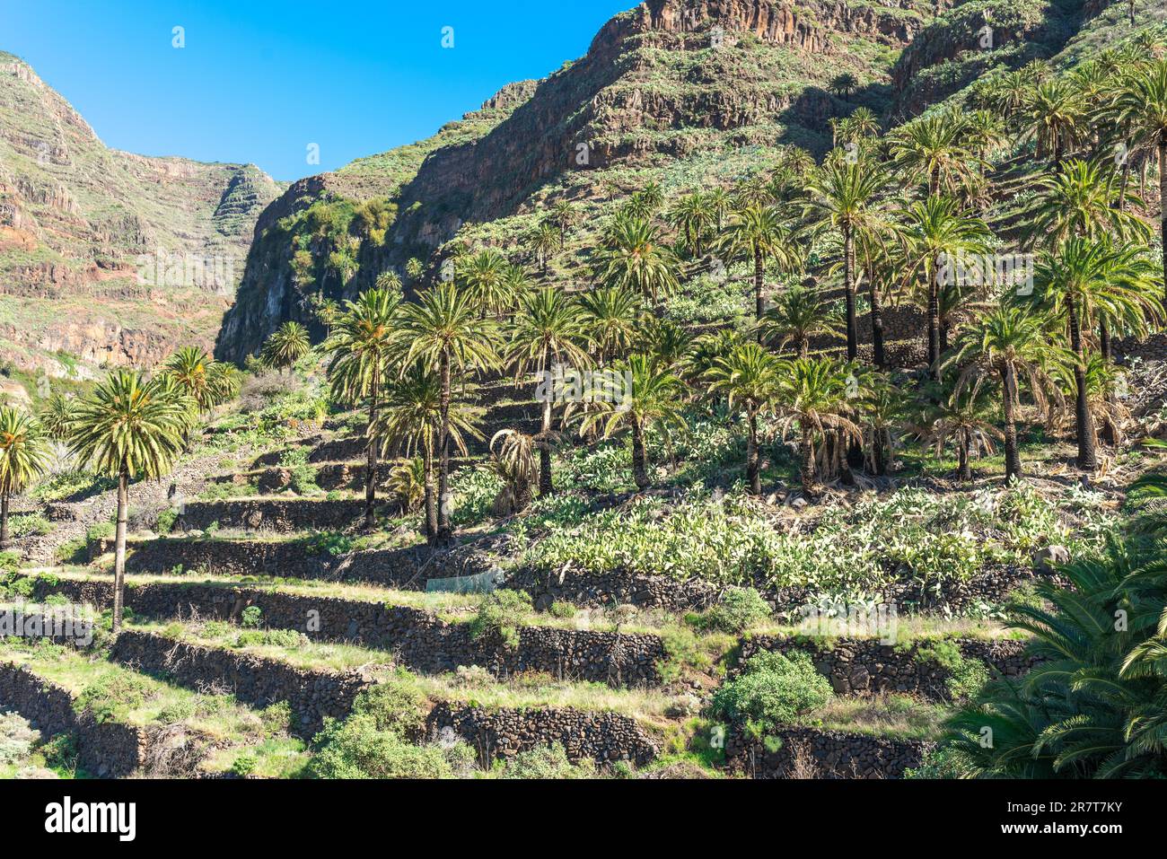 Hiking In The Hillside Of The Valle Gran Rey With Its Terraced Fields