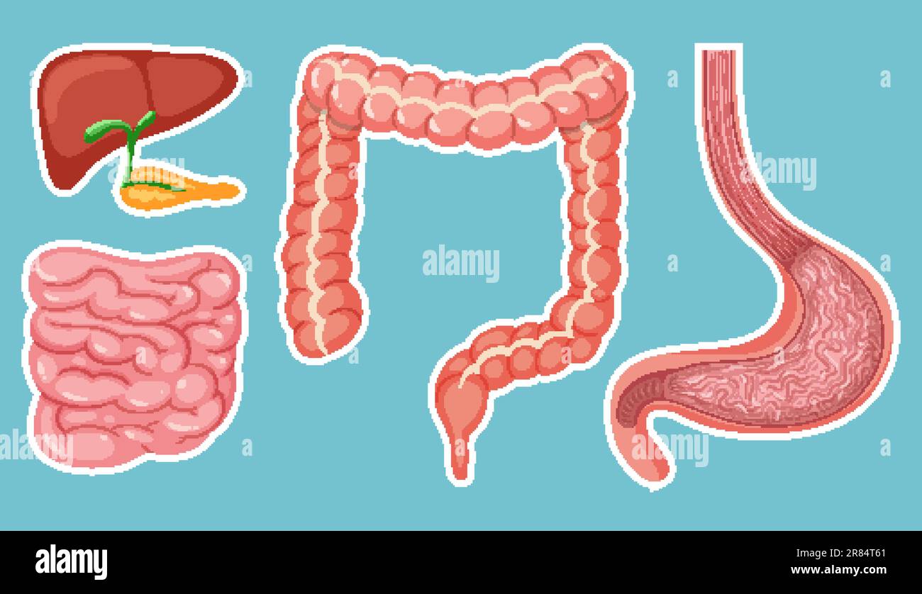 Human Medical Digestive System Illustration Stock Vector Image Art