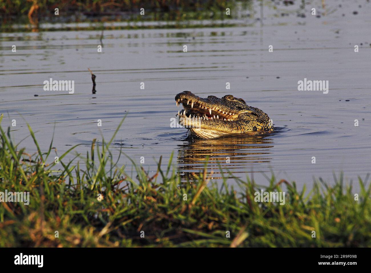 Nile Crocodile Crocodylus Niloticus Chobe River Okavango Delta In