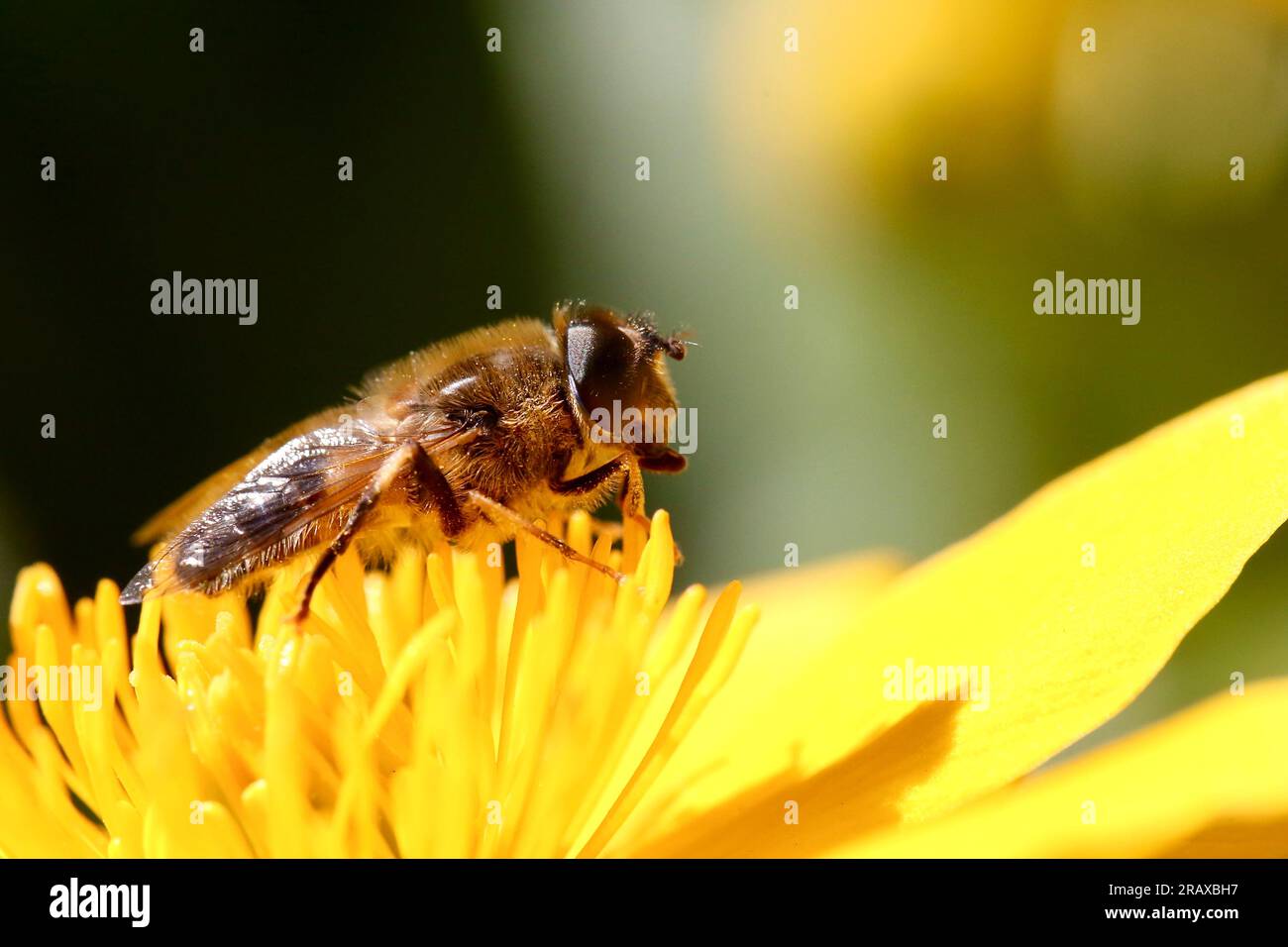 Eristalis Isolated Hi Res Stock Photography And Images Alamy