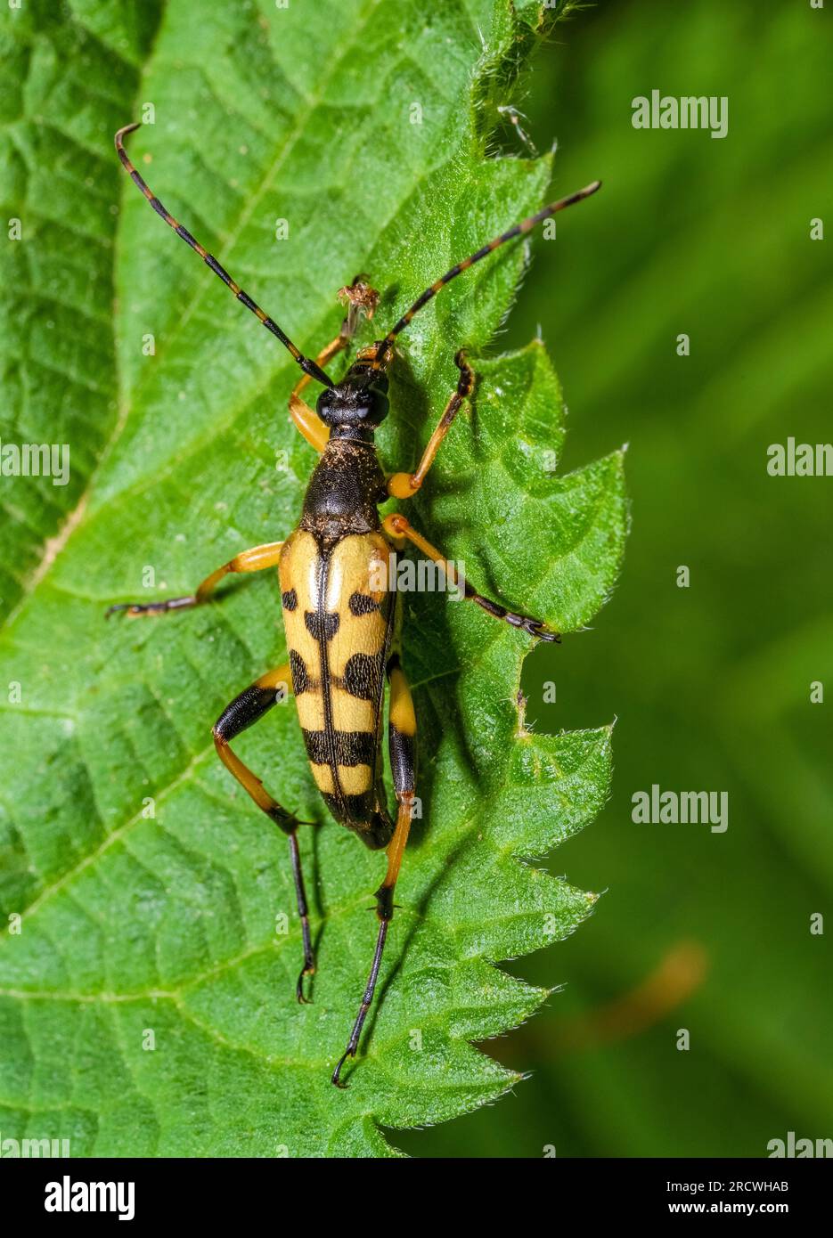 Spotted Longhorn Beetle At The Edge Of A Stinging Nettle Leaf Stock