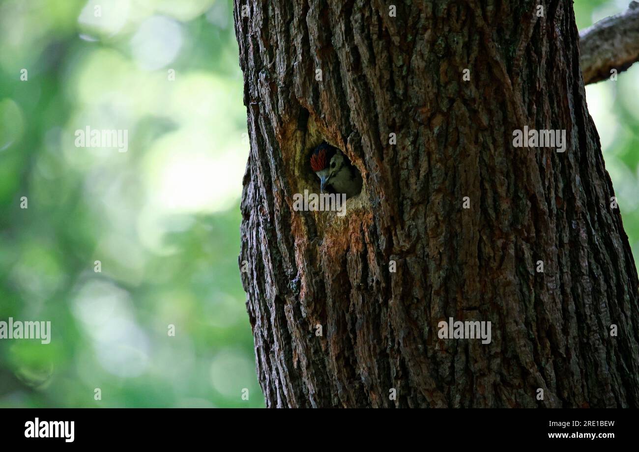 Great Spotted Woodpecker And Chicks Stock Photo Alamy