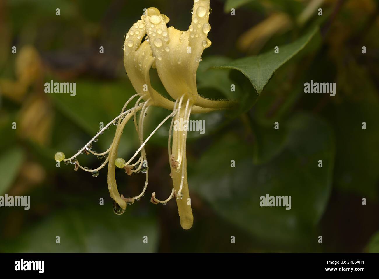 Japanese Honeysuckle Lonicera Japonica Showing A Pair Of Blossoms Wet