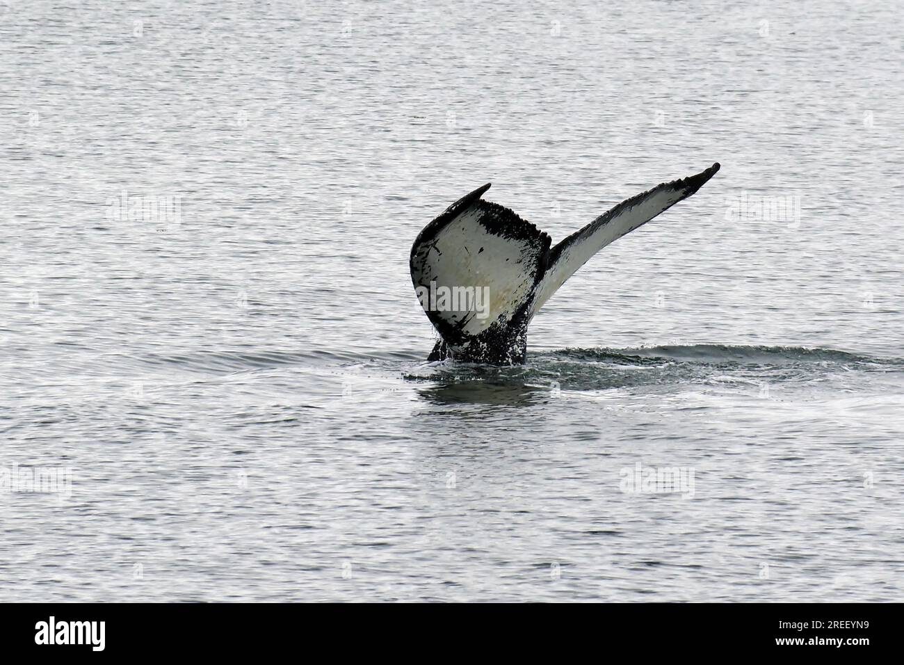 Fluke Of A Diving Humpback Whale Inside Passage Juneau Alaska Usa