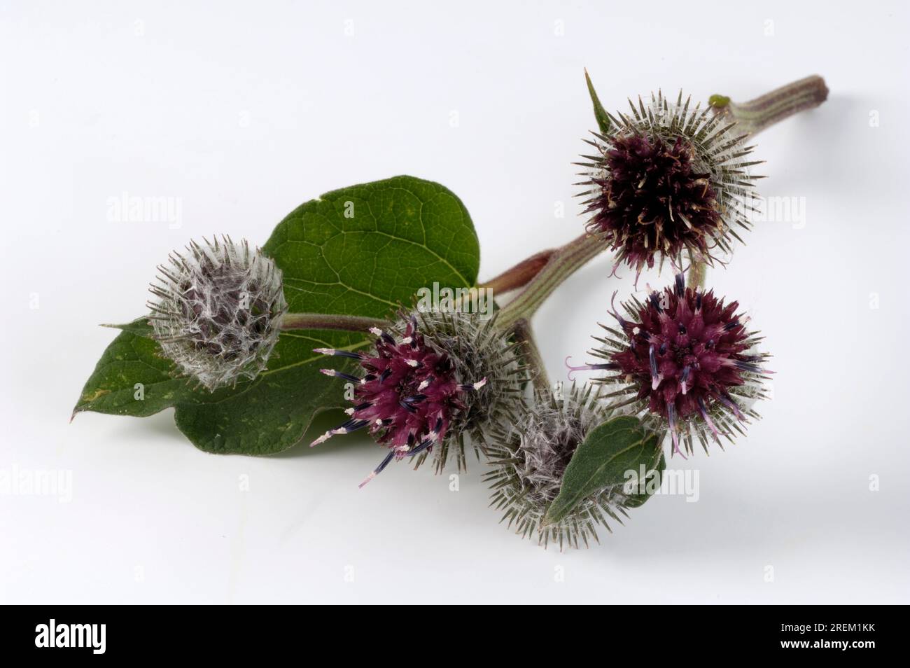 Big Burdock Arctium Lappa Stock Photo Alamy