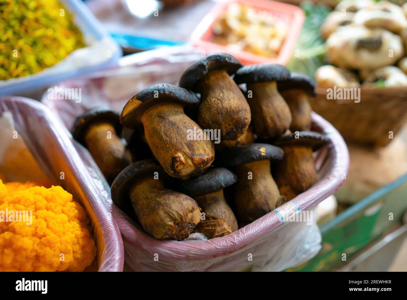 Phlebopus Portentosus Hi Res Stock Photography And Images Alamy