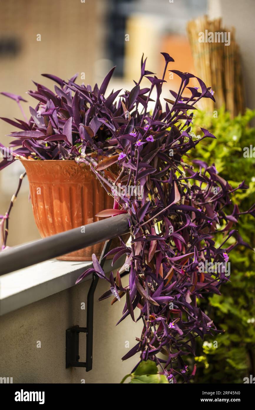 A Pretty Tradescantia Pallida Plant Hanging From The Windowsill Of A