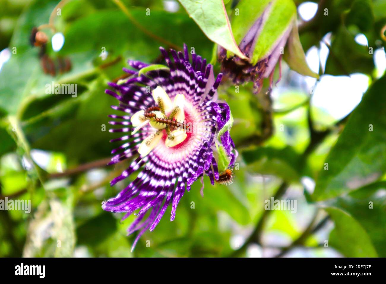 Most Rare Flower Ever Seen Stock Photo Alamy