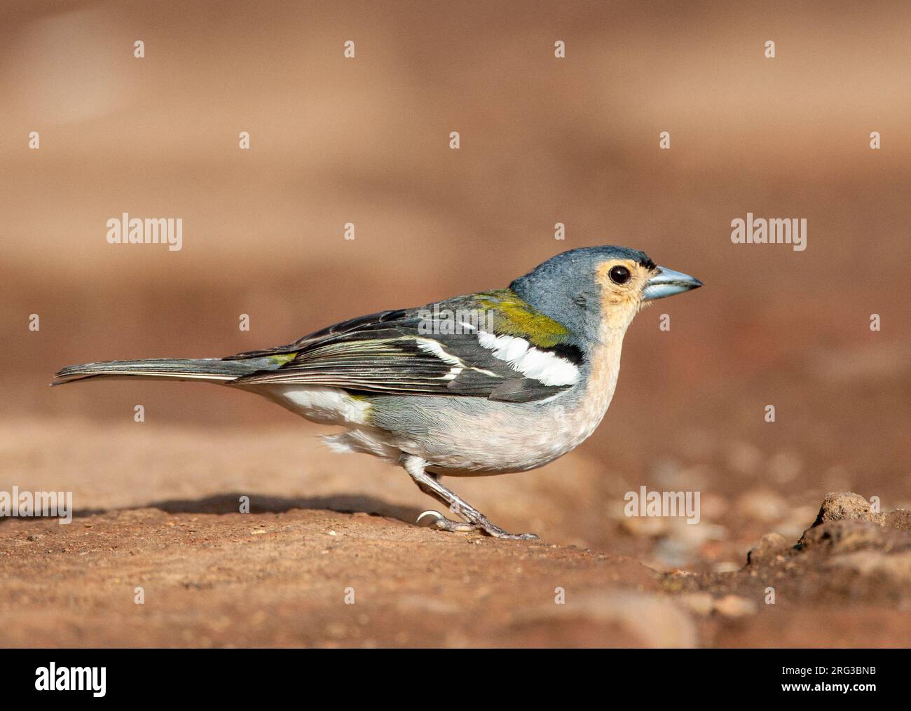 Male Madeira Chaffinch Fringilla Coelebs Maderensis An Island