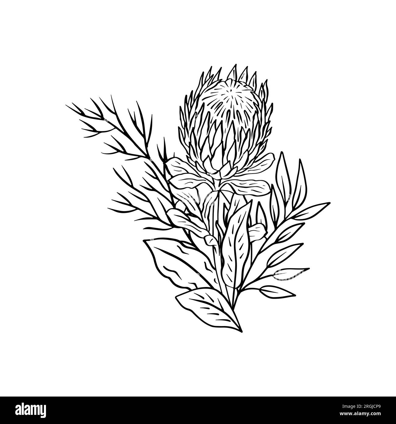 Monochrome Tropical Protea Flowers And Leaves Bouquet Stock Vector